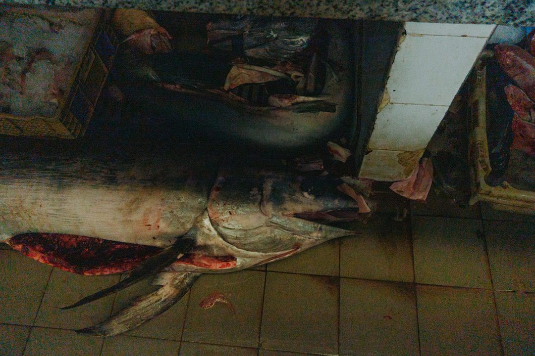 DSC00594